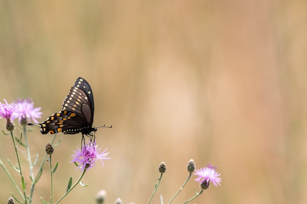Belle photo sélective d'un papillon machaon noir pollinisant une fleur de chardon pourpre