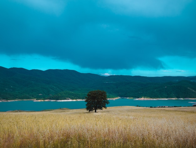 Photo gratuite une belle photo d'un seul arbre vert dans le champ près de la mer