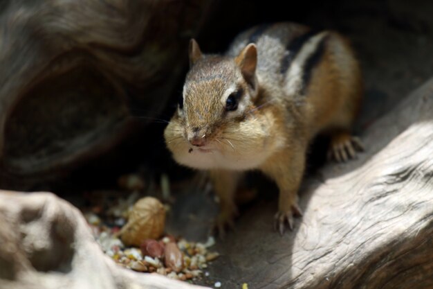 Belle photo d'un tamia mignon mangeant des noix dans les jardins botaniques royaux en été