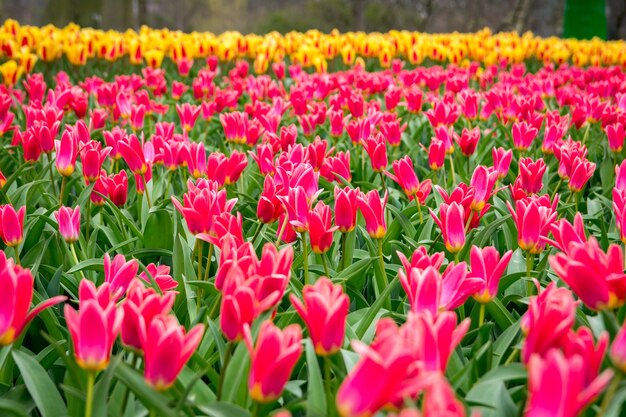 Belle photo des tulipes colorées dans le domaine par une journée ensoleillée