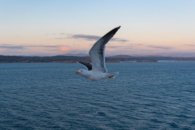 Une belle photo des vagues de la mer Un oiseau qui vole