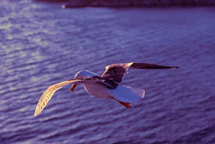 Photo gratuit une belle photo des vagues de la mer un oiseau qui vole