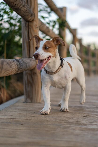 Belle photo verticale d'un chien blanc avec des taches marron clair marchant sur un pont en bois