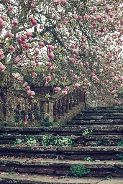 Belle photo verticale d'un vieil escalier en pierre près d'un cerisier en fleurs
