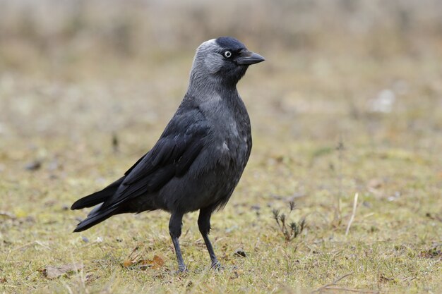 Belle photo de la vue latérale de l'oiseau Western Jackdaw dans un champ