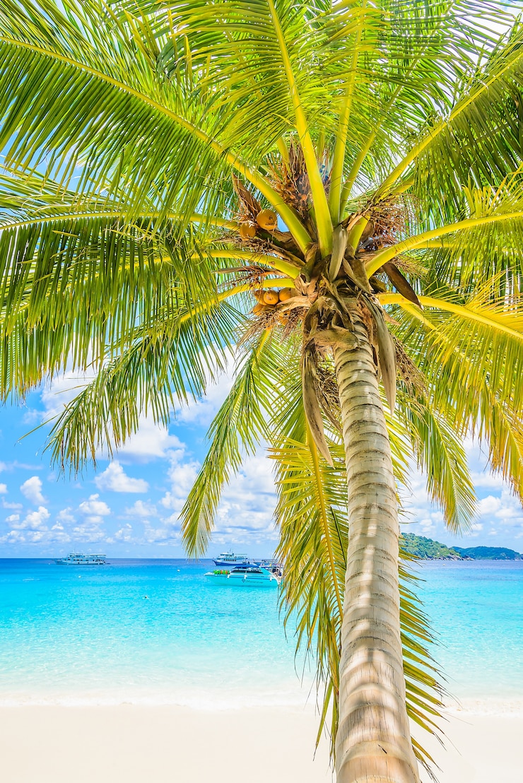 Photo gratuit belle plage tropicale