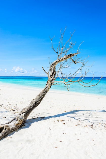 Belle plage tropicale