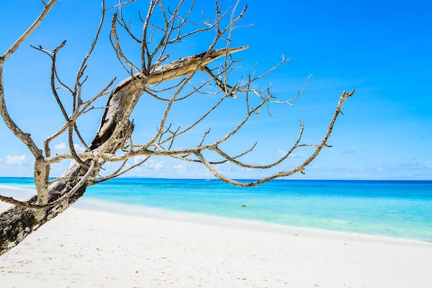 Belle plage tropicale