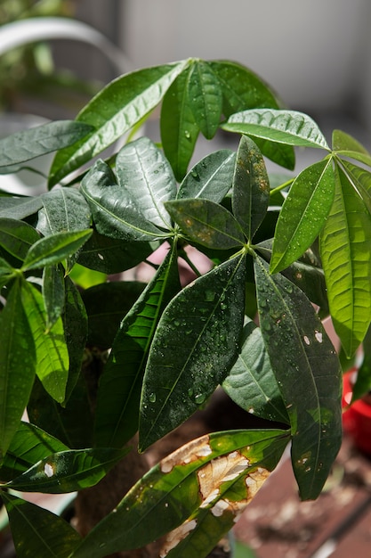 Belle plante à angle élevé à l'extérieur