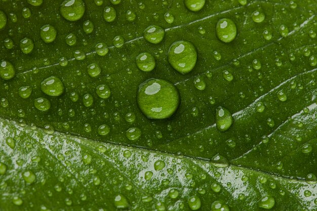 Belle plante macro avec des gouttes de pluie