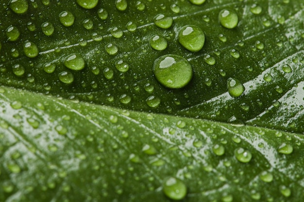 Belle plante macro avec des gouttes de pluie