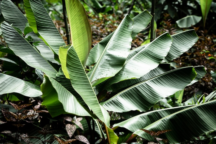 Photo gratuit belle plante tropicale