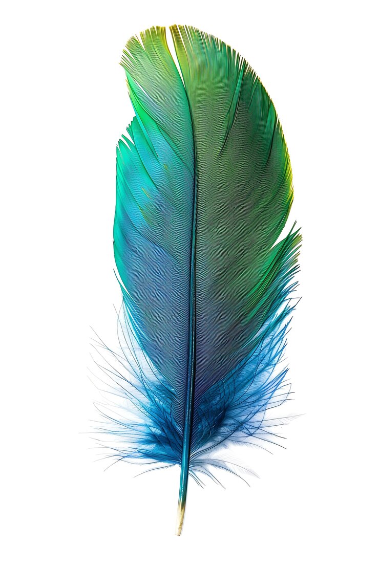 Photo gratuit une belle plume isolée