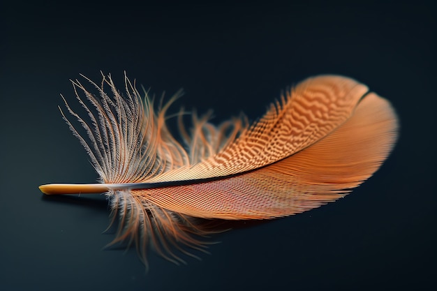 Photo gratuite une belle plume isolée