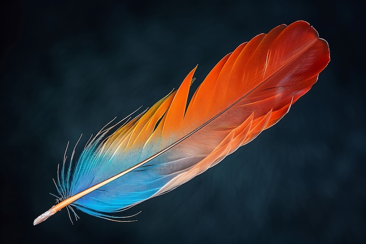 Photo gratuit une belle plume isolée