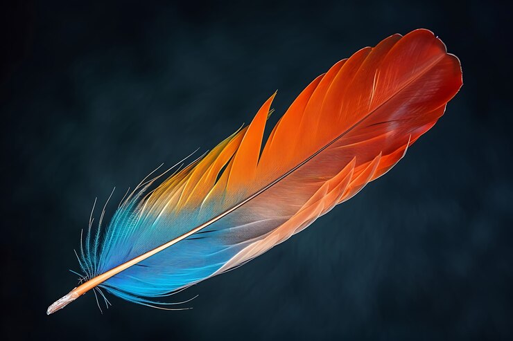 Photo gratuit une belle plume isolée