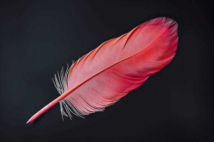 Photo gratuit une belle plume isolée