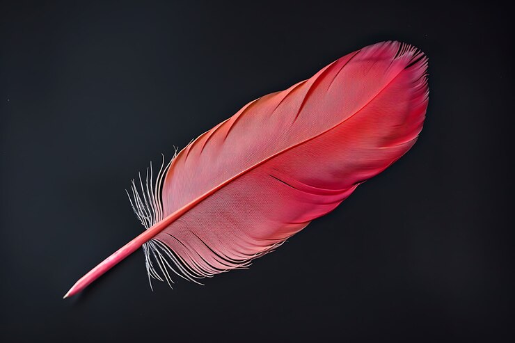 Photo gratuit une belle plume isolée