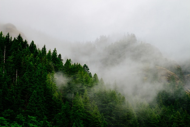 Une belle prise de vue aérienne d'une forêt enveloppée d'une brume et d'un brouillard effrayants