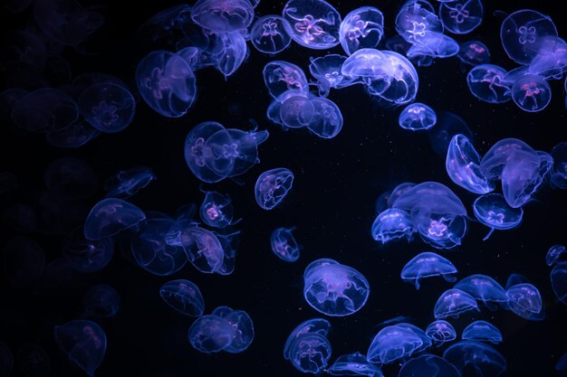 Belle réflexion lumineuse sur les méduses dans l'aquarium