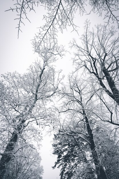 Une belle région enneigée en hiver avec des arbres nus couverts de neige, créant un paysage à couper le souffle