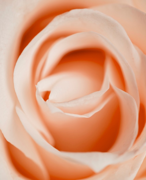 Belle rose closeup
