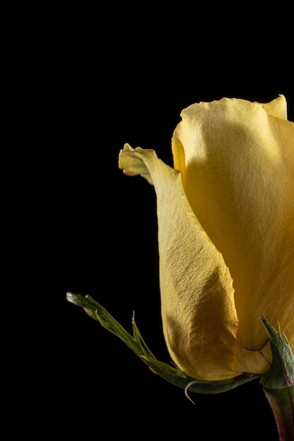 Photo gratuite belle rose jaune macro