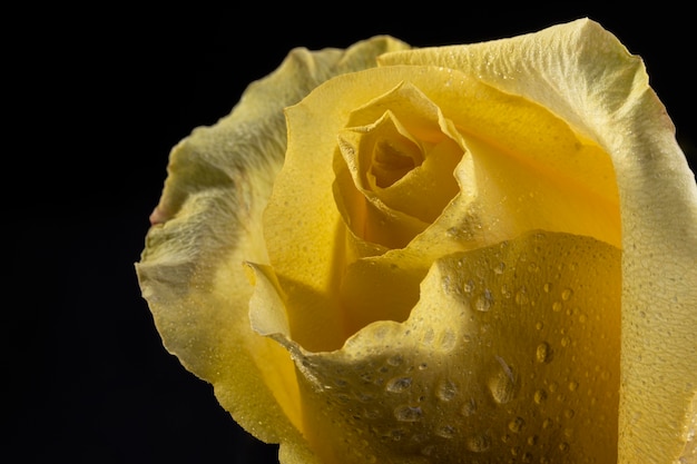 Photo gratuite belle rose jaune macro