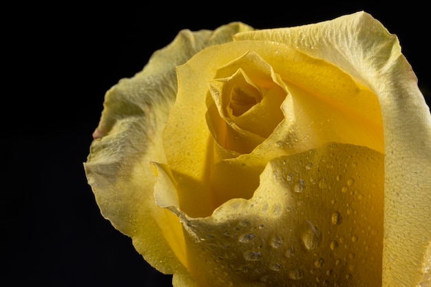 Belle rose jaune macro