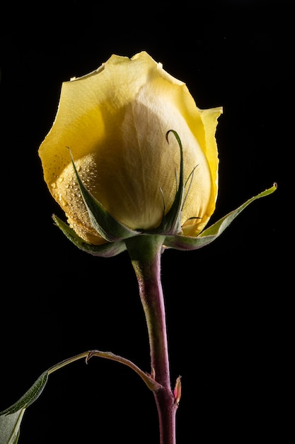 Belle rose jaune macro