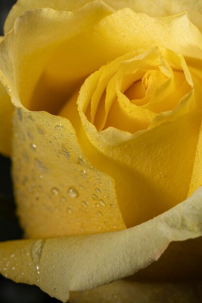 Belle rose jaune macro