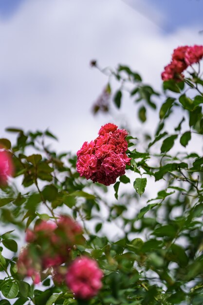 Belle rose rose sur la roseraie en été avec un ciel bleu