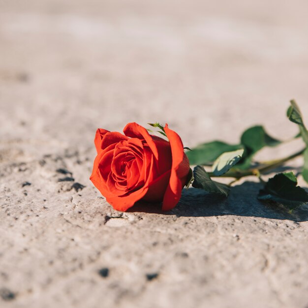 Belle rose rouge au soleil