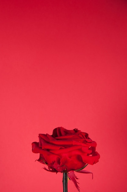 Belle rose rouge sur fond rouge