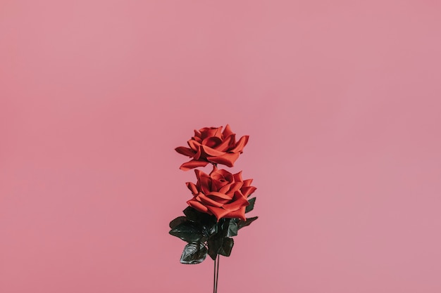 Photo gratuite belle rose rouge pour la saint valentin