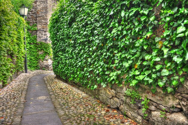 Belle route de gravier entourée de verdure