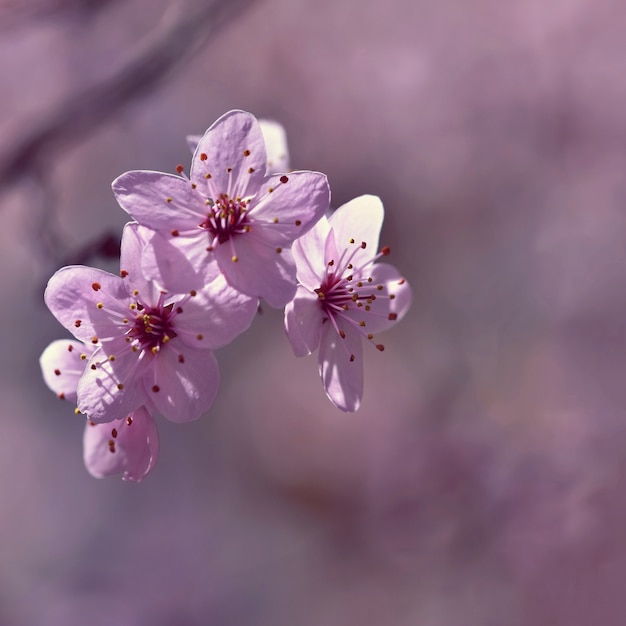 Belle Sakura à la floraison japonaise. Contexte de la saison Arrière-plan flou naturel extérieur wi