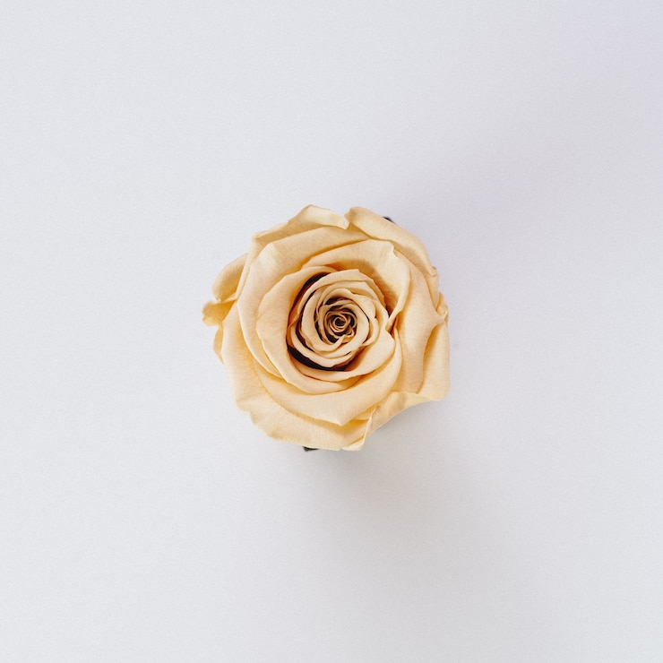 Photo gratuit belle seule couleur crème isolée rose