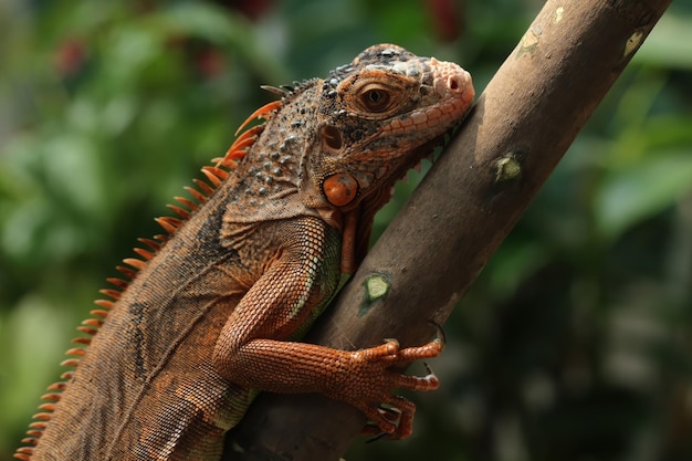 Belle tête gros plan d'iguane rouge sur gros plan d'animaux en bois