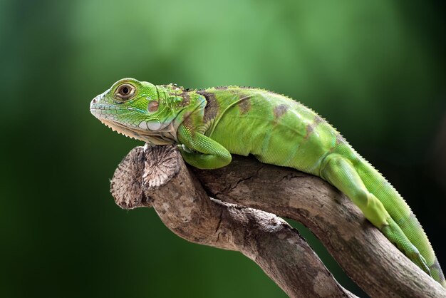 Belle tête de plan rapproché d'iguane vert sur le plan rapproché d'animal en bois