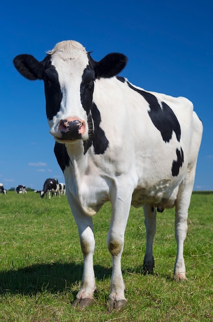 Belle vache sur l'herbe verte avec un ciel bleu