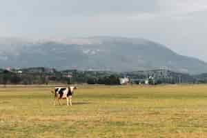 Photo gratuite belle vache regardant la caméra