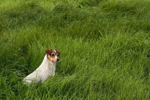 Belle vue d'un adorable chien blanc sur l'herbe verte