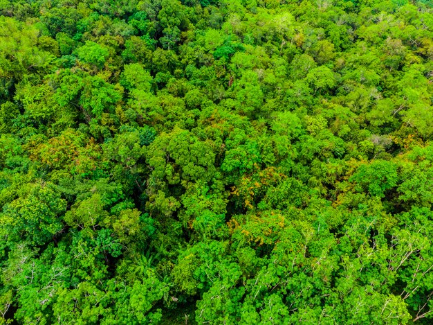 Belle vue aérienne de la nature des arbres dans la forêt