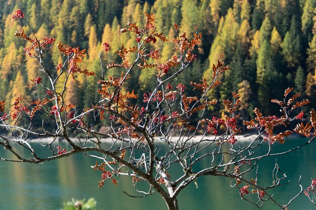 Belle vue sur un arbre aux feuilles rouges, un lac et une forêt