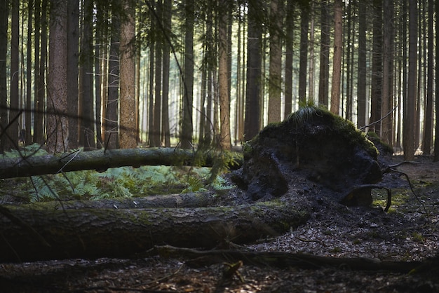 Photo gratuite belle vue sur des arbres cassés recouverts de boue et de mousse au milieu de la forêt