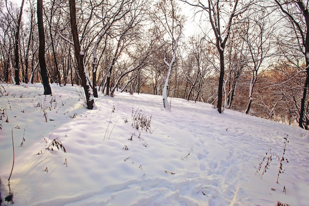 Belle vue sur les arbres sur un champ recouvert de neige capturée en Russie