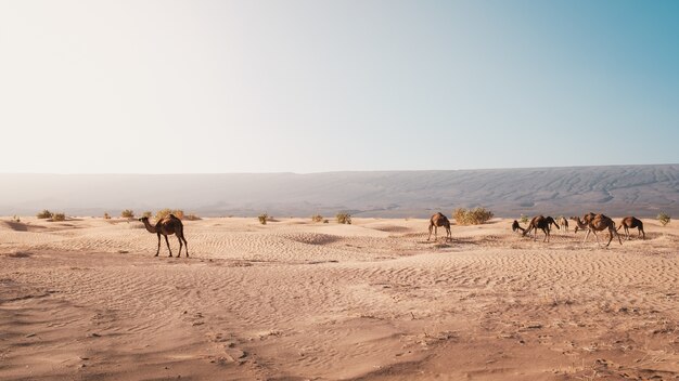 Belle vue des chameaux sur le désert capturés à la lumière du jour au Maroc