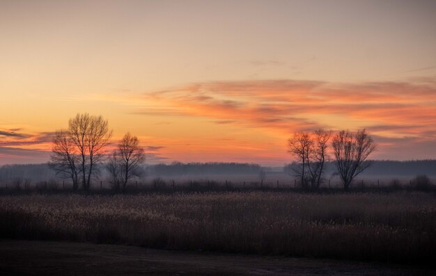 Belle vue sur les champs avec des arbres nus au coucher du soleil