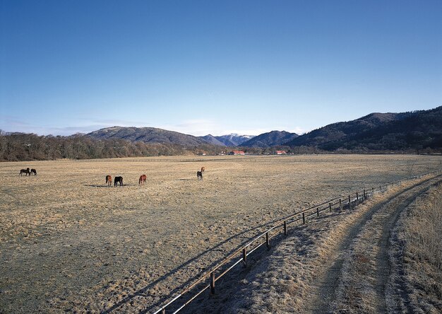 Belle vue sur les chevaux paissant dans les champs avec des montagnes